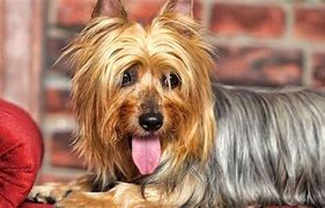 A Dog in One Pack- Jack Russell Terrier