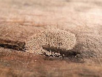 Termidor Termite Treatment vs
