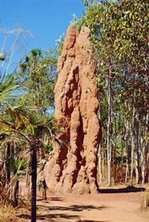 Termite Fumigation Concerns