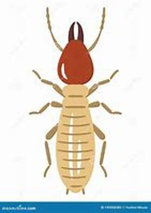 Termite Deterrents
