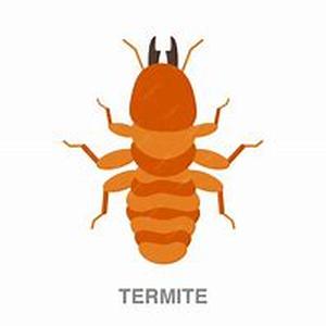Termite Apprentice