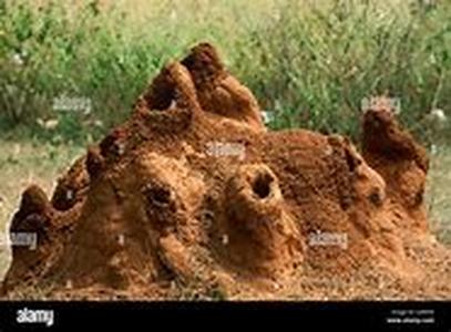 Termite Home Treatment
