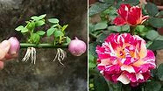 Picking the Right Gardening Tools