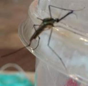 Mosquito Bites Treatment