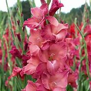 Growing manual for the production of Sandersonia cut flowers