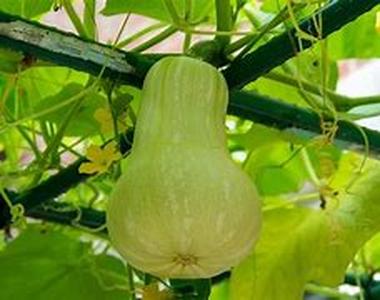 Top 5 New Plants for Your Garden