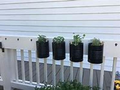 Maintaining Your Roses