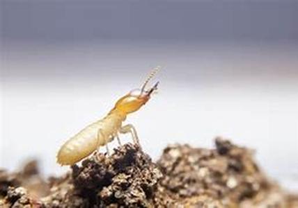 Termite Habits  Ground termites are some of the most destructive household pests in the United States