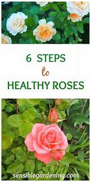 Picking the Ideal Location for your Garden