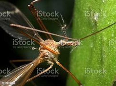 Mosquito Benefits  A fully automated misting system, one of the Mister Mosquito benefits is that it is advance in technology guaranteed to fend off the biting and stinging of pestering minute creatures in your property