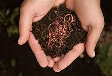 Vegetable Gardening