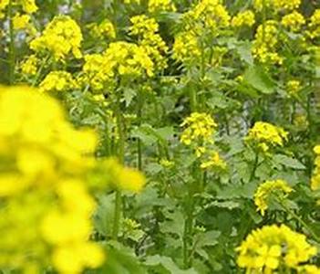 Mulch Your Flower Bulbs in the Fall for a Beautiful Spring Display