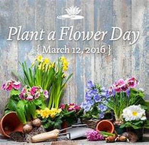 Planting Bulbs The Right Way