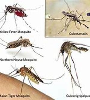 Mosquito Feeding  One of the things that will effortlessly get your attention even in the midst of utter busyness is when mosquito feeding begins to take action