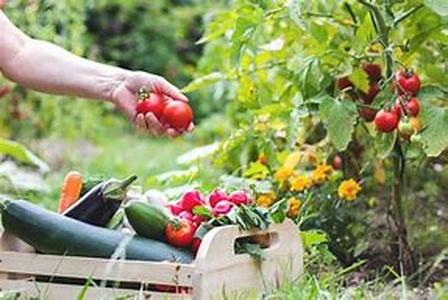 What Every Gardener Needs to Know About Greenhouse Systems