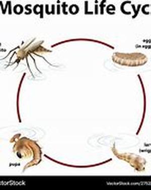 Mosquito Control Product  Mosquitoes are forever going to be on everyones top list of nuisances