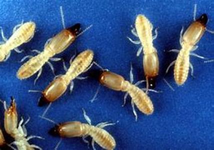 Termite Control  It may be surprising for many people to know that termites have actually in existence for more than 50 million years