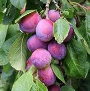 History Of Apple Trees