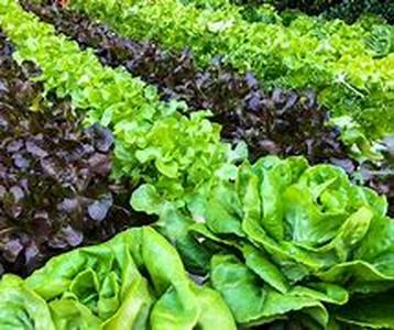 Gardening tips, techniques and plant information