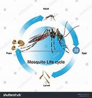 Mosquito Curtains  Do you want a fashionable way to keep mosquitoes out of your porch