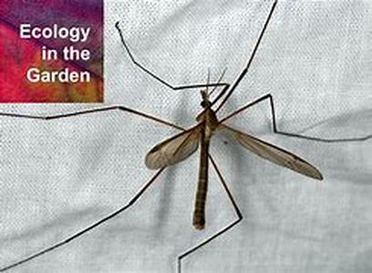 Mosquito Buzz  Why do mosquitoes buzz in peoples ears