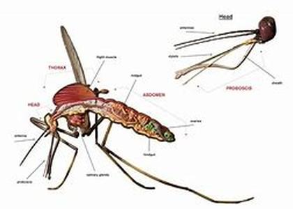 Key Words: mosquito life cycle