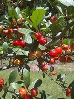 History Of Plum Trees And Their Hybrids