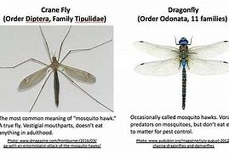 Mosquito Borne Disease Difficult As It May To Understand But A Mosquito Borne Disease Can Actually Take Away Your Very Precious Life