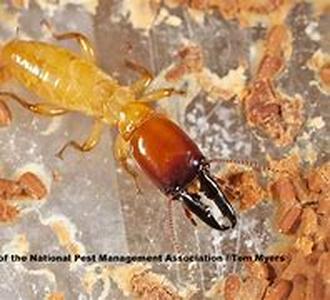 Termites   termites are a type of termites that live in the state of