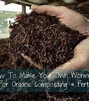 How To Grow African Violets