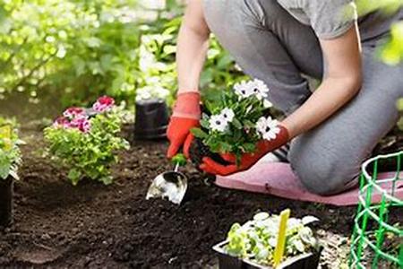 Fertilizer  Understanding Its Use
