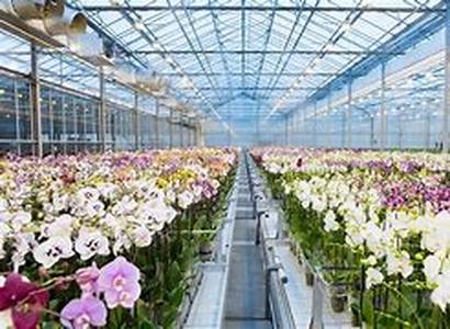 Giving your Indoor Plants Enough Light