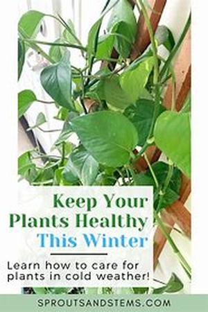 Taking Care Of Perennials In Your Garden