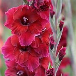 Growing The Greatest Flowers Around