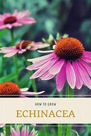 Raising the Echinacea Herb In Your Herb Garden For Use In Herbal Medicine