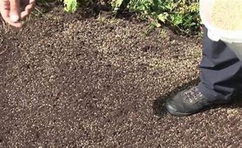 Secrets to Growing Tomatoes in Containers