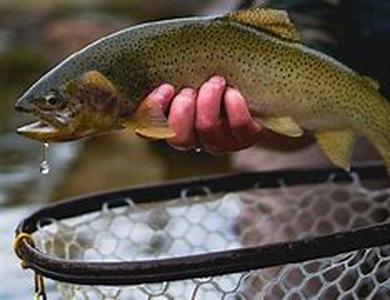 Fishing: Reel The Excitement In