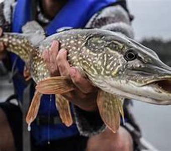 Fishing Reel Basics