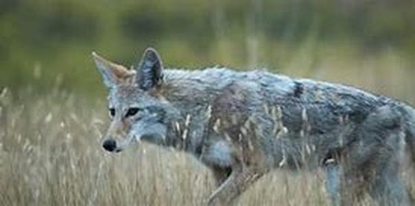 Tips For Choosing The Perfect Rifle Scope