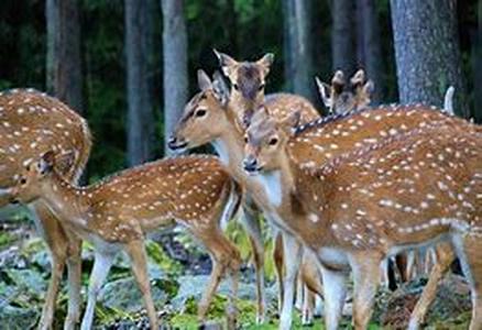 Hunting Deer Isn't Difficult If You Choose The Right Gun