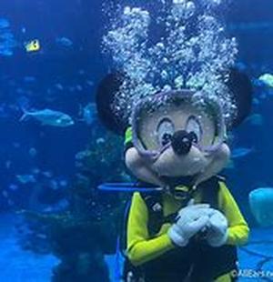 Royal Caribbean July Cruises  Americans have many things to celebrate when July comes