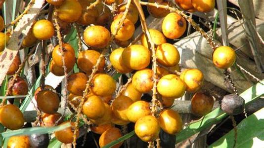 Saw Palmetto And Regrowth Of Hair