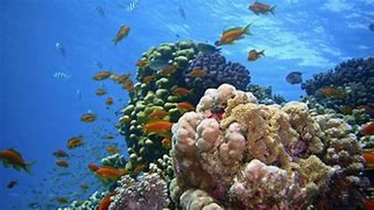 Scuba in Hilton Head Island: Diving Tips  Traveling to Hilton Head Island for scuba diving