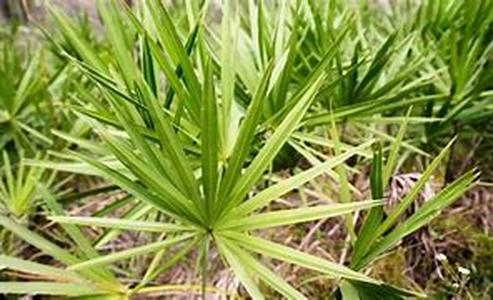 Effects of saw palmetto on women  Saw palmetto is known throughout Europe and gaining popularity in the US as a man's herb