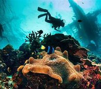 Scuba diving Phuket is one of the best  Strategically located, blessed with bountiful seas, Thailand is a good diving place to go