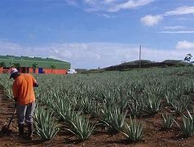 All Inclusive Holidays To Cuba At The Luxury Hotel Paradisus