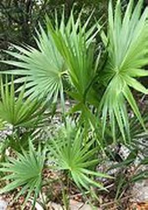 Saw Palmetto and Zinc: A Potent Combination  Saw palmetto and zinc seem to complement each other, if not create a potent formula in providing for better health  especially for males that is