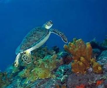 Planning a wonderful trip to the smallest island paradise in the world, St