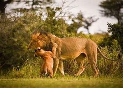 We Often Link Lions, Tigers, Giraffes, And Other Wild Animals With Africa, Not To Mention The Picture Of The Desert And A Scorching Sun When We Hear The Name