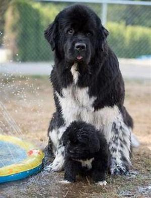 Daylesford Victoria Weekend Getaway Welcomes Rover Too